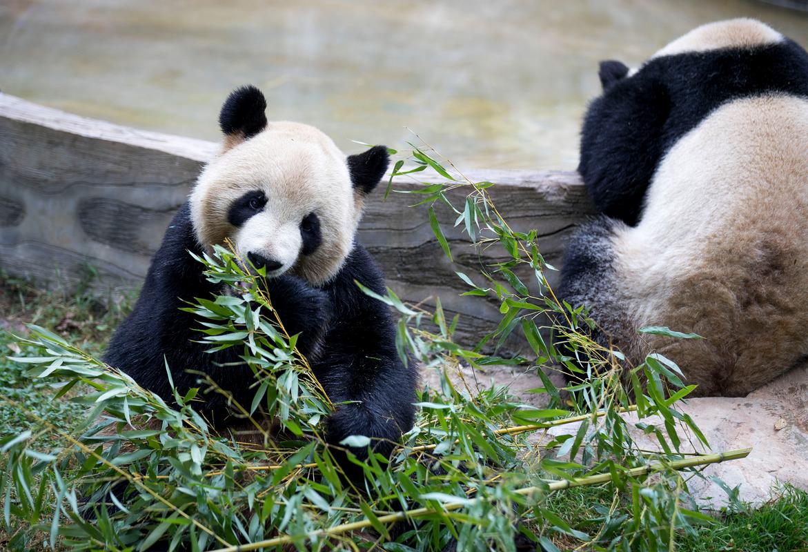 大熊猫爱吃的竹子,大熊猫爱吃的竹子品种,熊猫为什么喜欢吃竹子？