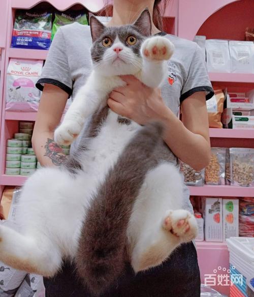 上海宠物猫专卖店,上海宠物猫专卖店地址,专门卖猫的宠物店？
