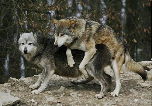 狼和狗交配,狼和狗配能不能生,狼和狗交配能否生出“狼狗”？