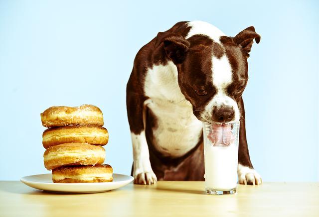 狗狗拉肚子吃什么食物,狗狗拉肚子吃什么食物比较好,狗狗拉肚子，还可以给它喝牛奶吗？应该喂些什么？