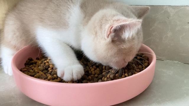 猫吃什么会拉肚子,猫吃什么会拉肚子呕吐,猫咪拉稀的7种原因及对策？
