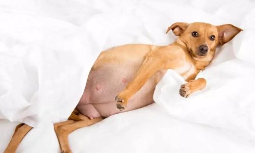 狗肚子胀很大是什么病,狗肚子胀很大是什么病吃什么药,狗狗的肚子非常大，又圆又硬是什么病？