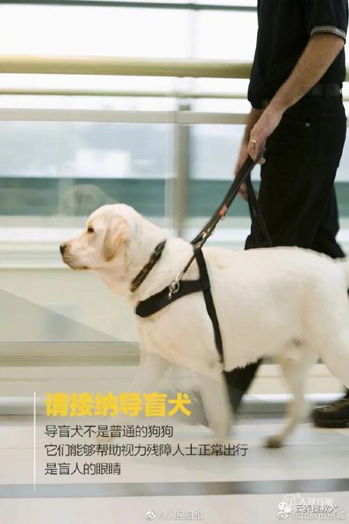 中国导盲犬,中国导盲犬共有多少只,拒绝导盲犬触犯了什么法律？