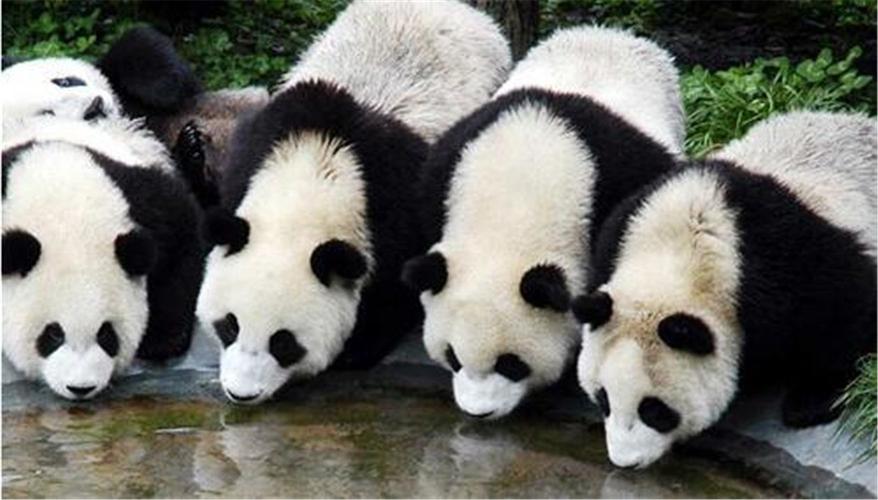 大熊猫的习性,大熊猫的性格特点,熊猫的生活习性？