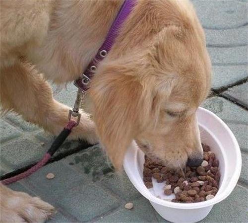狗狗吃坏肚子拉稀怎么办,狗狗吃坏肚子拉稀怎么办不吃饭了现在好廋,狗狗吃坏了肚子，拉稀怎么办？