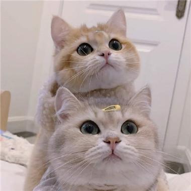 猫咪情侣头像,猫咪情侣头像一对两张可爱,佛系猫猫情侣名？