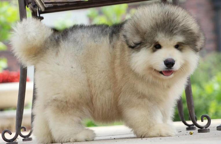 阿拉斯加幼犬,阿拉斯加幼犬多少钱一只,阿拉斯加熊版幼犬怎么选？