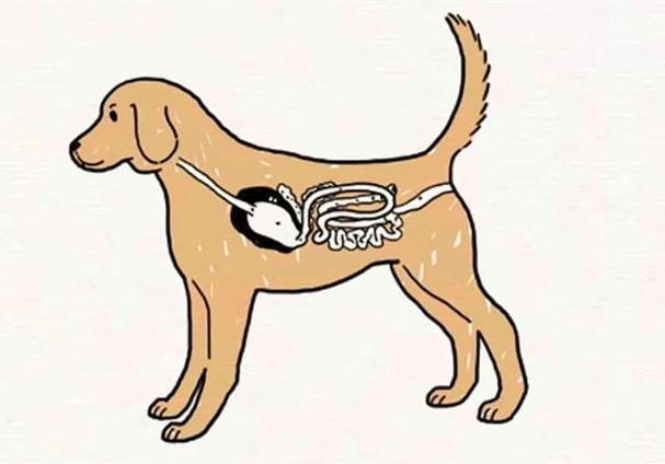 小狗肚子胀气怎么办,小狗肚子胀气怎么办快速排气,狗狗胃胀吃什么药？