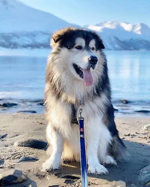 雪橇犬阿拉斯加,雪橇犬阿拉斯加多少钱一只,请问阿拉斯加雪橇犬属于大型犬吗？