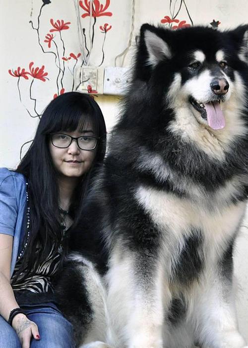 阿拉斯加巨型犬,阿拉斯加巨型犬多少钱一只,巨型阿拉斯加犬有多大？