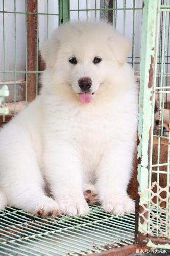 阿拉斯加白色,阿拉斯加白色犬图片,白色阿拉斯加怎么看纯不纯啊？