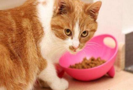 猫咪着凉拉肚子怎么办,猫咪着凉拉肚子怎么办吃什么药,猫咪拉稀的7种原因及对策？