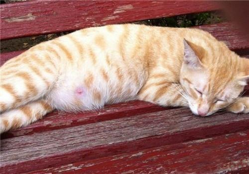 猫肚子胀气是怎么回事,猫胀气和腹水手感区别,猫胀肚是什么原因？有办法吗？