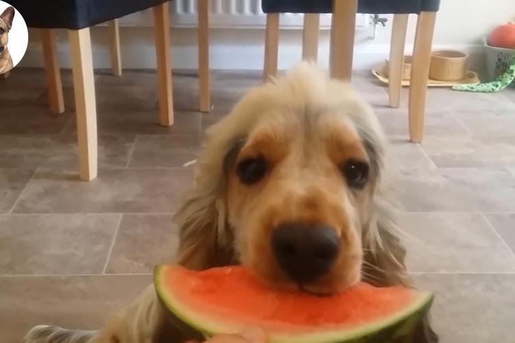 狗吃西瓜拉肚子怎么办,狗吃西瓜拉肚子怎么办呢,小狗能吃西瓜吗？