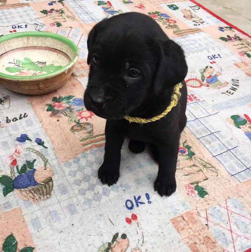 拉布拉多幼犬价格多少钱一只,拉布拉多幼犬价格多少钱一只纯黑,拉布拉多幼犬价格？