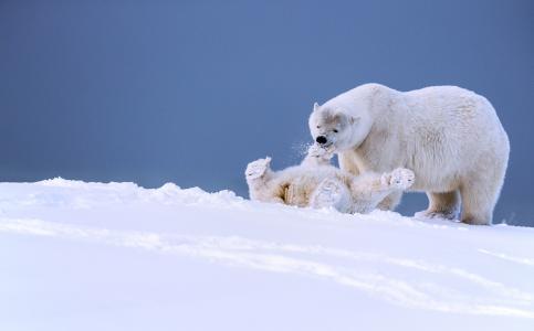 阿拉斯加北极熊,阿拉斯加北极熊女演员叫什么名字,北极熊公熊为什么离开母熊？