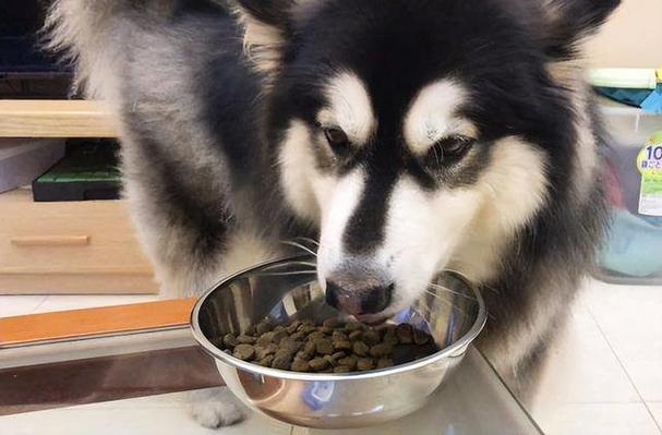 阿拉斯加犬狗粮,阿拉斯加犬狗粮一个月多少钱,想养阿拉斯加，想问下一个月大概花费多少？