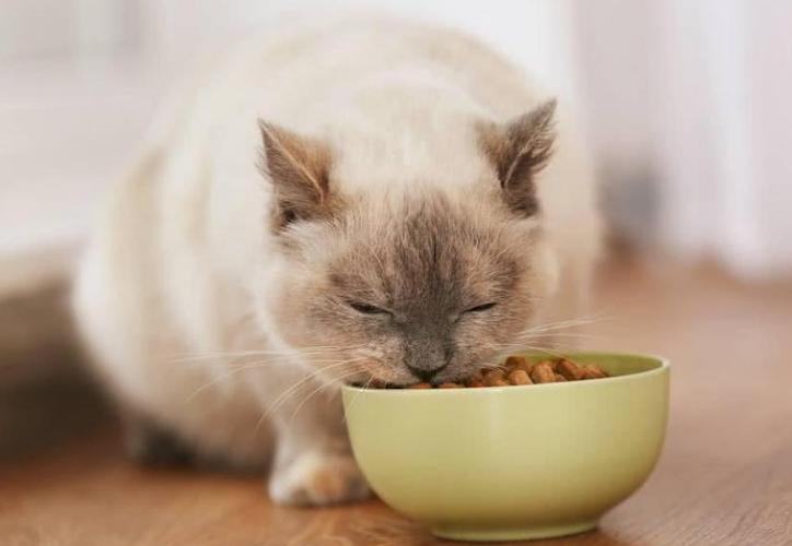 猫咪吃多少,猫咪吃多少猫粮合适,猫咪一天吃几把猫？