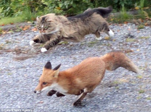 猫多少钱一个,移动猫多少钱一个,狐狸猫多少钱一只？