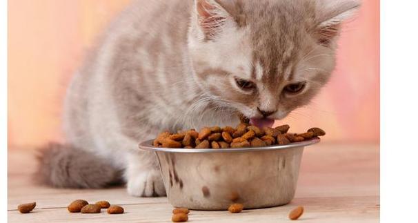 猫一天吃多少,猫一天吃多少克猫粮,猫一天吃多少粮？