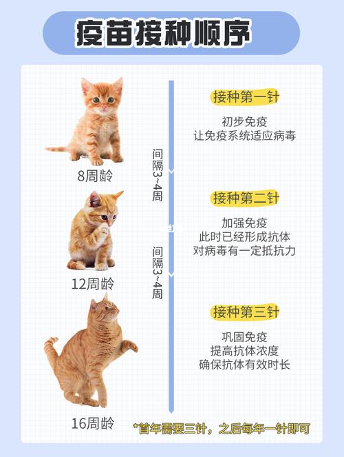 猫疫苗多少钱,猫疫苗多少钱一针一共打几针,猫咪打一次疫苗多少钱？