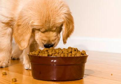 狗一天吃多少,狗一天吃多少狗粮,小狗一天要吃多少食物？