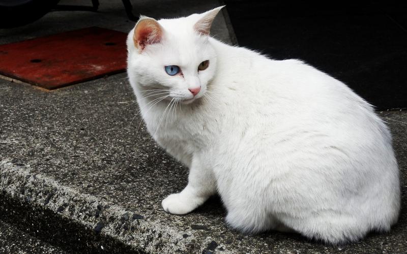 白猫多少钱,白猫多少钱一只,为什么白猫比较少见？