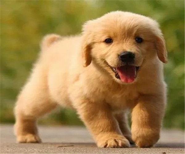 金毛多少钱一只,金毛多少钱一只幼犬,金毛幼犬多少一只？