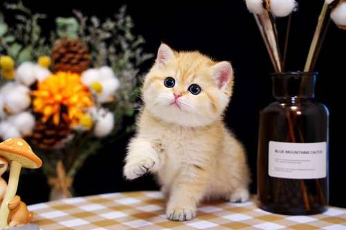 幼猫多少钱一只,金渐层幼猫多少钱一只,买一只普通的小猫要多少钱？