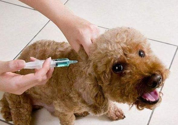 狗一般多少钱,狗一般多少钱一只,小狗打疫苗,要打几针,多少钱？