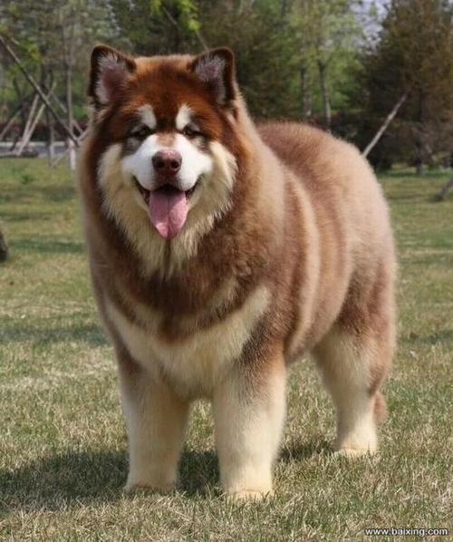 阿拉斯加犬图片巨型,阿拉斯加犬图片巨型一般多少斤,阿拉斯加怎么区分巨型和标准犬？