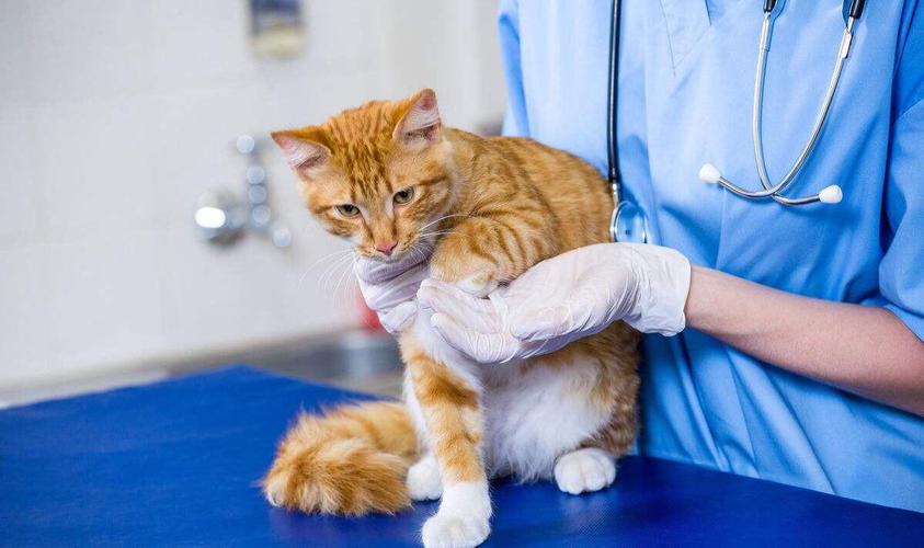 猫手术多少钱,猫手术多少钱切肿瘤,给猫做绝育手术一般要花多少钱？