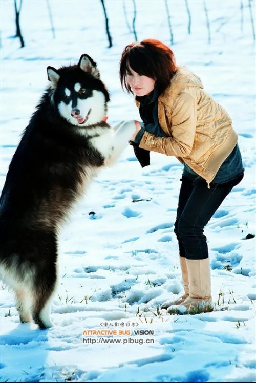 阿拉斯加犬电影,阿拉斯加犬电影 库柏,最著名的雪橇犬电影？