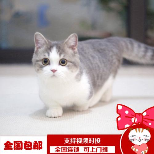 矮脚猫多少钱,矮脚猫多少钱一只,便宜可爱的短脚猫？