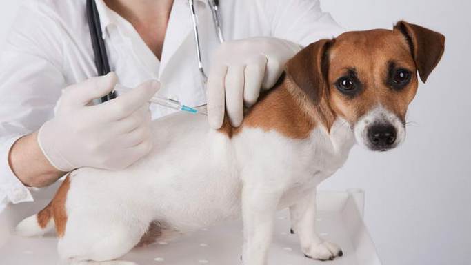 狗打疫苗多少钱,狗打疫苗多少钱一针一共打几针,狗狗打疫苗多少钱？