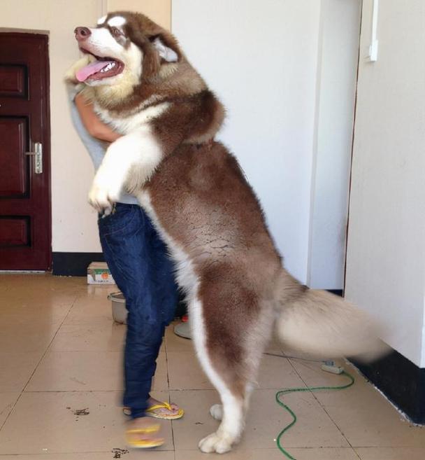 阿拉斯加犬有多大,成年的阿拉斯加犬有多大,阿拉斯加犬一般能长多大？