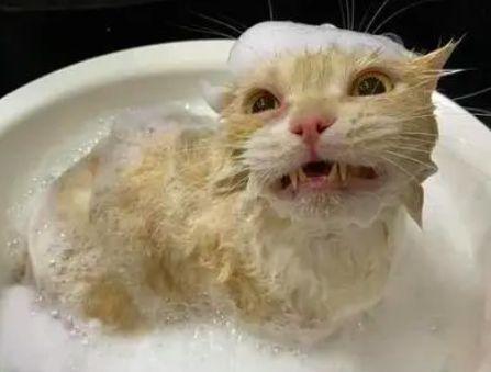 猫咪洗澡多少钱,猫咪洗澡多少钱一次,14斤的猫洗个澡好多钱？