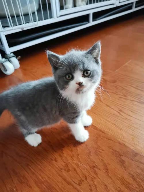 蓝短猫多少钱,蓝短猫多少钱一只,灰白蓝眼睛的猫是什么品种？