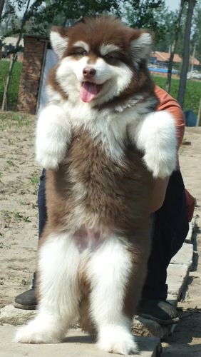 胖阿拉斯加,胖阿拉斯加犬图片,怎么从小知道阿拉斯加骨骼是否粗大？