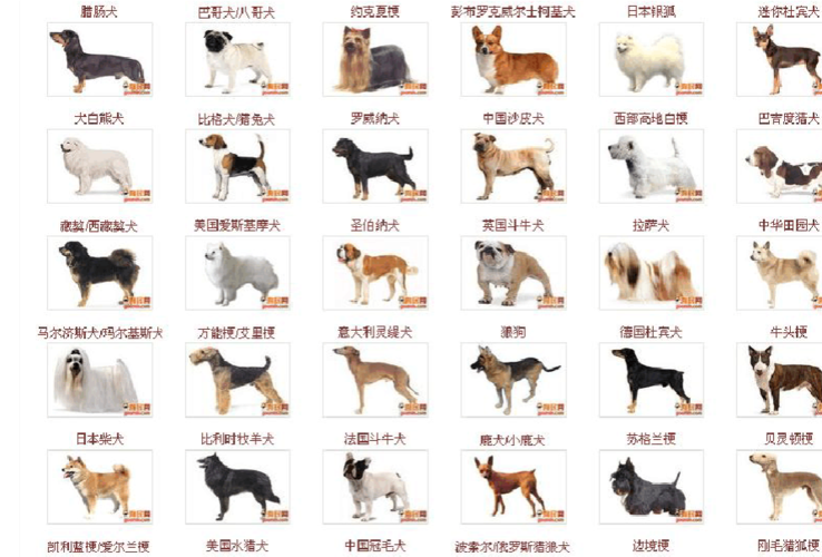 狗有多少种,狗有多少种品种,狗属于什么种,属,科,目,纲,门,界？