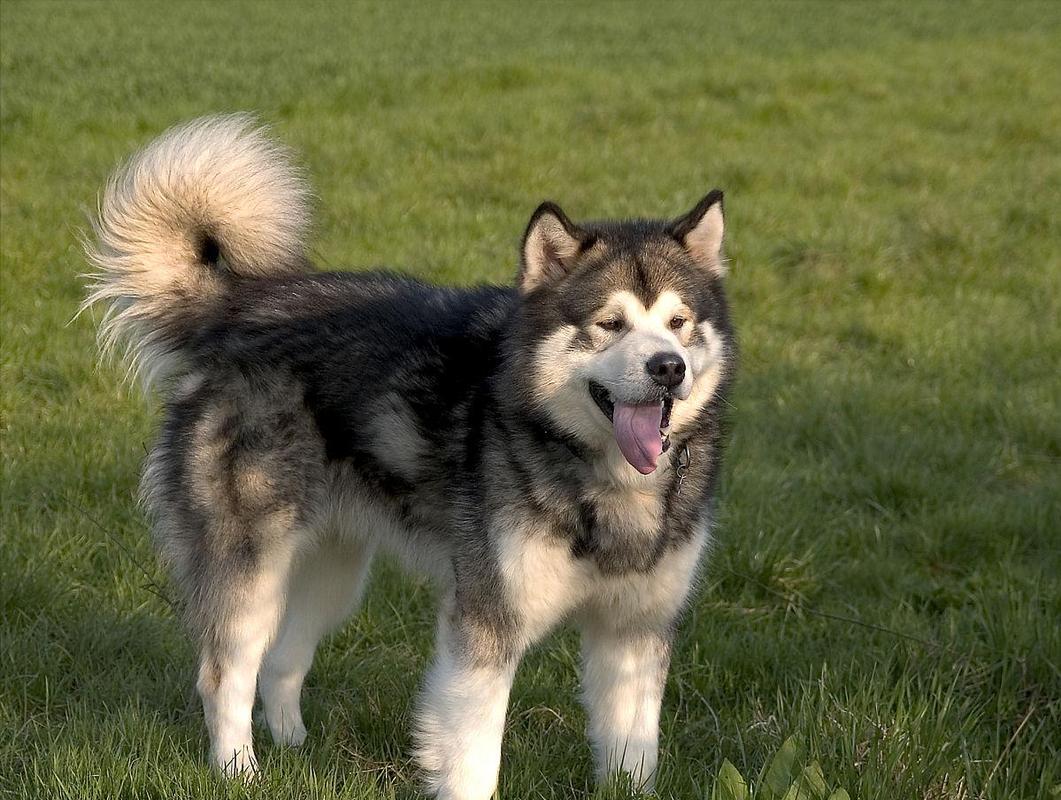 阿拉斯加体型多大,阿拉斯加体型多大定型,阿拉斯加犬一般能长多大？