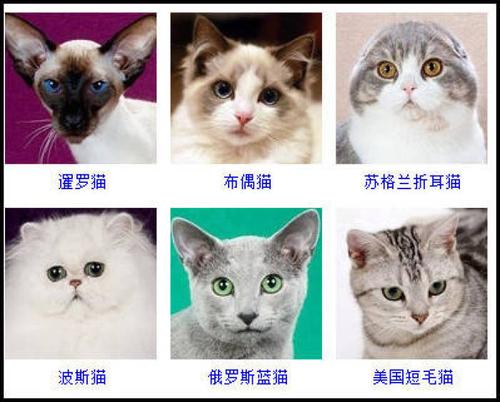 猫有多少种,猫有多少种品种,猫的品种有几种？