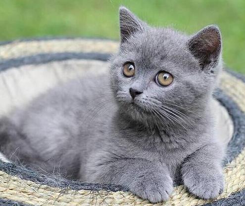 一只英短猫多少钱,一只英短猫多少钱一只,英短猫多少钱一只？