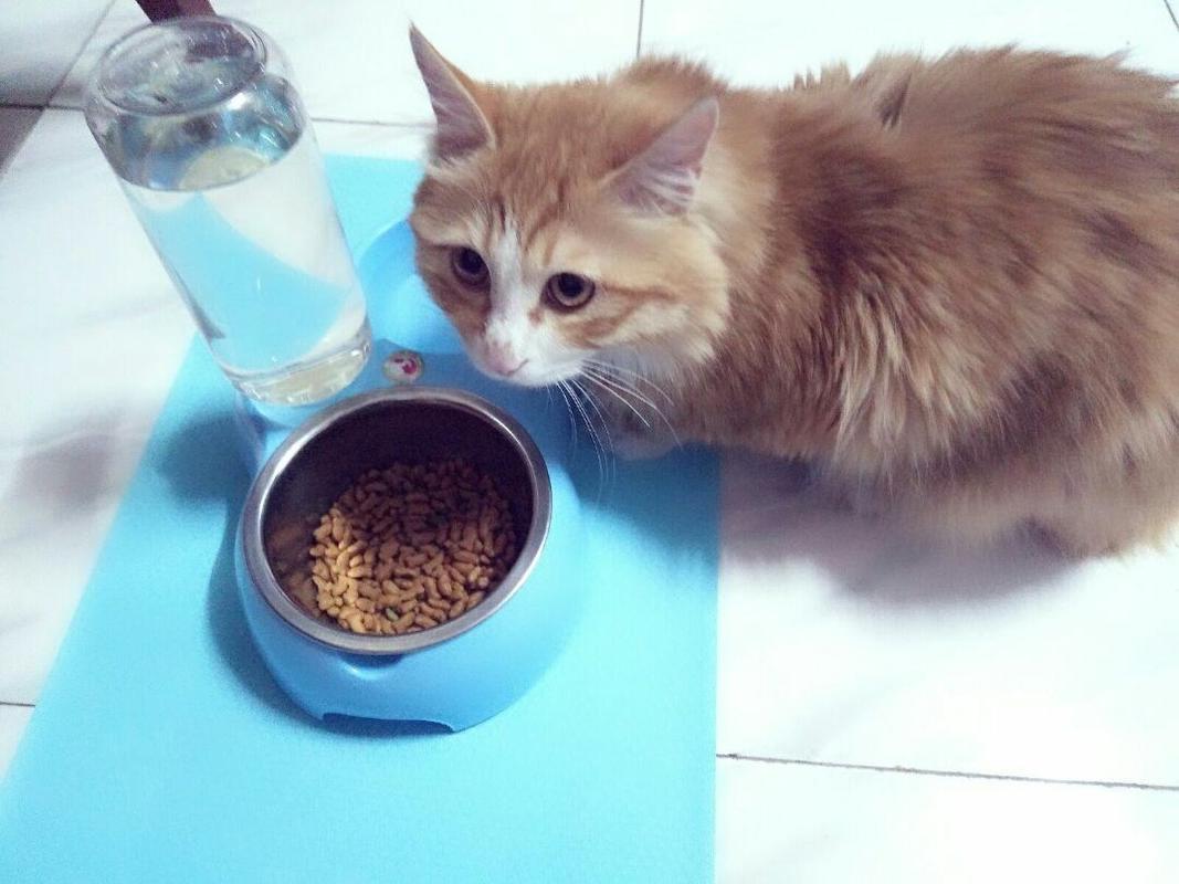 小猫一天吃多少,小猫一天吃多少猫粮合适,猫咪每顿喂食不超过多少？