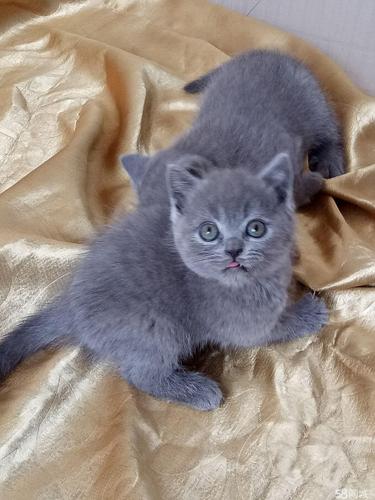 英短蓝猫多少钱,英短蓝猫多少钱一只,8000块的蓝猫是什么级别？