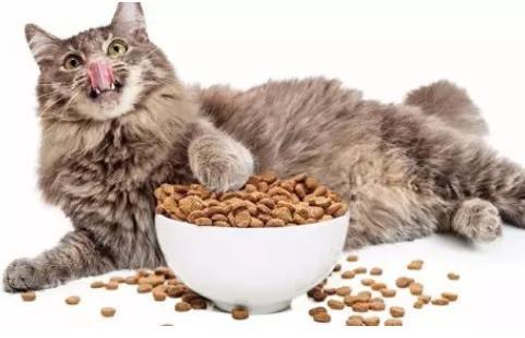 小猫吃多少猫粮,小猫吃多少猫粮合适,猫咪一次吃多少猫粮合适？