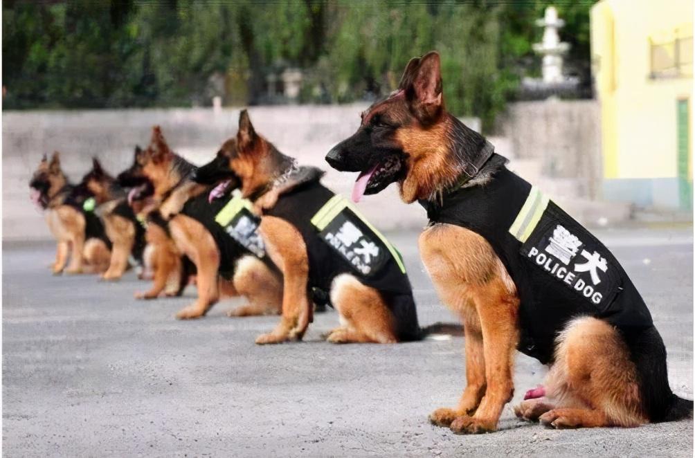 警犬多少钱,警犬多少钱一只,马犬的，退役警犬后代多少钱一只？