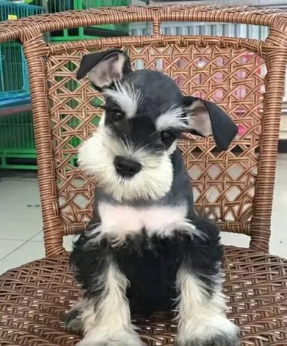 雪纳瑞多少钱一只,雪纳瑞多少钱一只幼犬,我家的雪纳瑞现在6个多月快7个月了~~1只耳朵立着``1只塌着~~有什么办法可以让他两个耳朵对称？