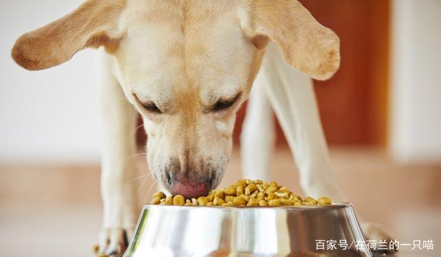 小狗一天吃多少,小狗一天吃多少克狗粮,11个月的狗一天吃多少顿最好？