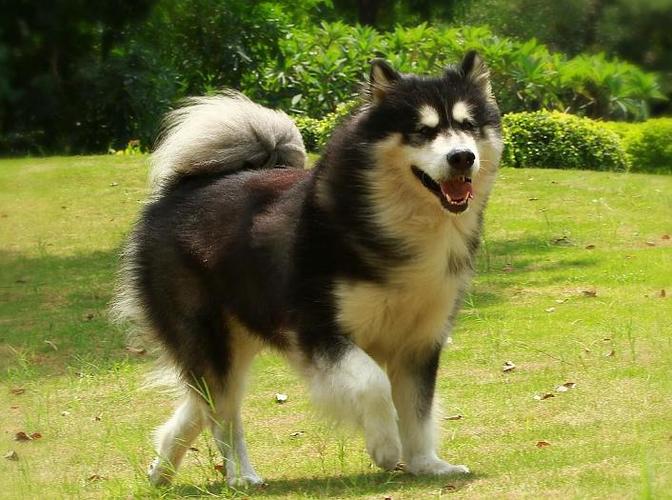 白阿拉斯加犬图片,白阿拉斯加犬图片大全,怎样辨别萨摩耶犬和白色阿拉斯加，最清楚有效地方法？